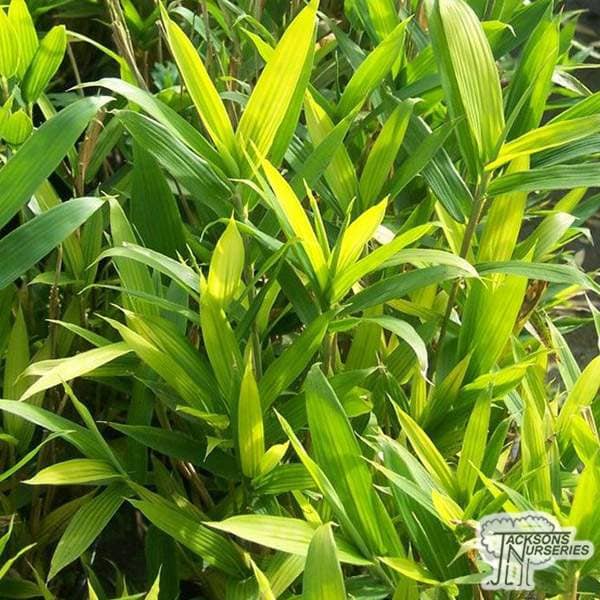 Buy Pleioblastus pygmaeus 'Distichus' online from Jacksons Nurseries